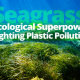 Seagrass Ecological Superpower